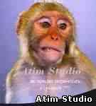 Atim Studio Flash
