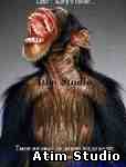 Atim Studio Flash