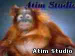 Atim Studio Flash