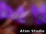 Atim Studio Flash